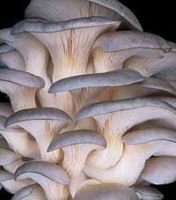 Oyster Mushroom