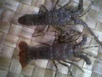 Baby Lobster, Lobster Seed and Live Lobster