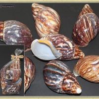 Land Snail Shell