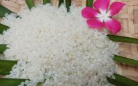 Japonica Rice (+84901182028)