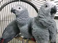 african grey parrots 