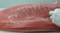 Fresh Tuna Shasimi