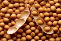 Soybeans | Non-GMO Soybeans