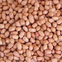 Groundnut | Peanuts