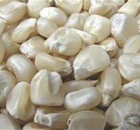 White Maize/Corn