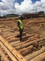 Eucalyptus and Pine wood logs