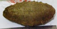 Sea Cucumber