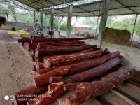 Red Sandalwood logs