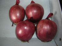 Red Onion Noam