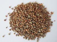 Roasted Perilla Seeds