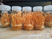 Cordyceps Militaris