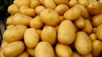 Fresh Potatoes