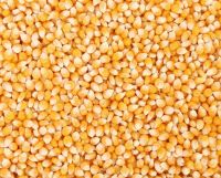 Yellow Corn in the range of wholesale - shipping worldwide CIF/FOB/CFR