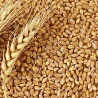 Wheat in the range of wholesale - shipping worldwide CIF/FOB