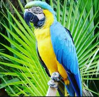 Young And Friendly African Grey Parrots and Macaw For Sale