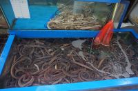 Live , forozen Hagfish , Crab, Lobsters, Shrimp and other deafood for sale