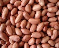 Peanut Kernels (High Quality)