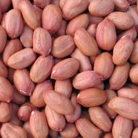 Peanut Kernels (High Quality)