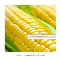 Yellow Corn