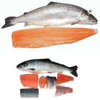 Frozen Salmon Fish