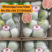 https://ar.tradekey.com/product_view/Fresh-Guava-Red-Fresh-From-Vietnam-9360075.html