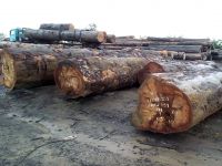 Sapeli and Iroko logs ready for export at very good prices and quality