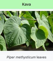 KAVA root ( piper Methysticum)