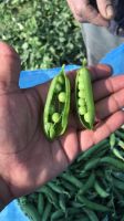 Wholesale Green Peas / Fresh Frozen Green Peas / Wholesale Fresh Peas 
