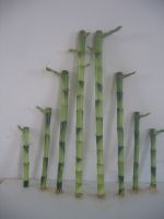 Lucky Bamboo Dracaena