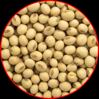 soybean