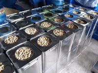 Cashew nuts kernels