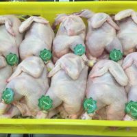 Brazilian Halal Frozen Whole Chicken For Sale 