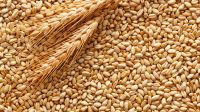 Export Of Wheat, Barley, Corn Grain From Russia.