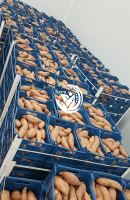 Fresh sweet potatoes