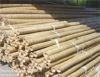 Bamboo Sticks