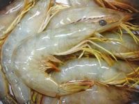 shrimps &prawns,frozen,o/t cold-water,shell/not,incl in