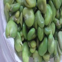 High Quality Broad Bean Fava Bean horse beans 