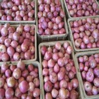 Premium Quality Onion At Wholesale Prices 