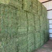 Alfalfa Hay Bales