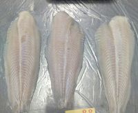 Frozen Pangasius Fillet