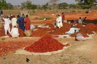 DRIED CHILLI PEPPER FROM NIGERIA