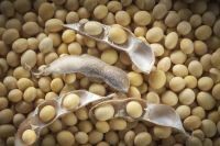 SOYA BEANS FROM NIGERIA