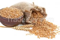 Whole Wheat Grains