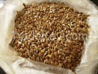 Flax Seeds