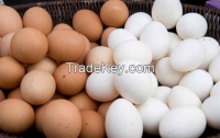 Fresh Chicken Eggs