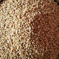 Grain Milling Wheat