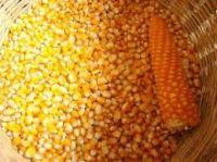 Animal Feed - Yellow Corn/maize