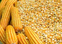 https://www.tradekey.com/product_view/Animal-Feed-Yellow-Corn-maize-9566489.html