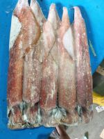 Loligo Squid , Illex Squid , 
