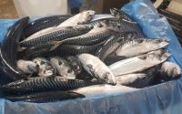 Atlantic Mackerel fish